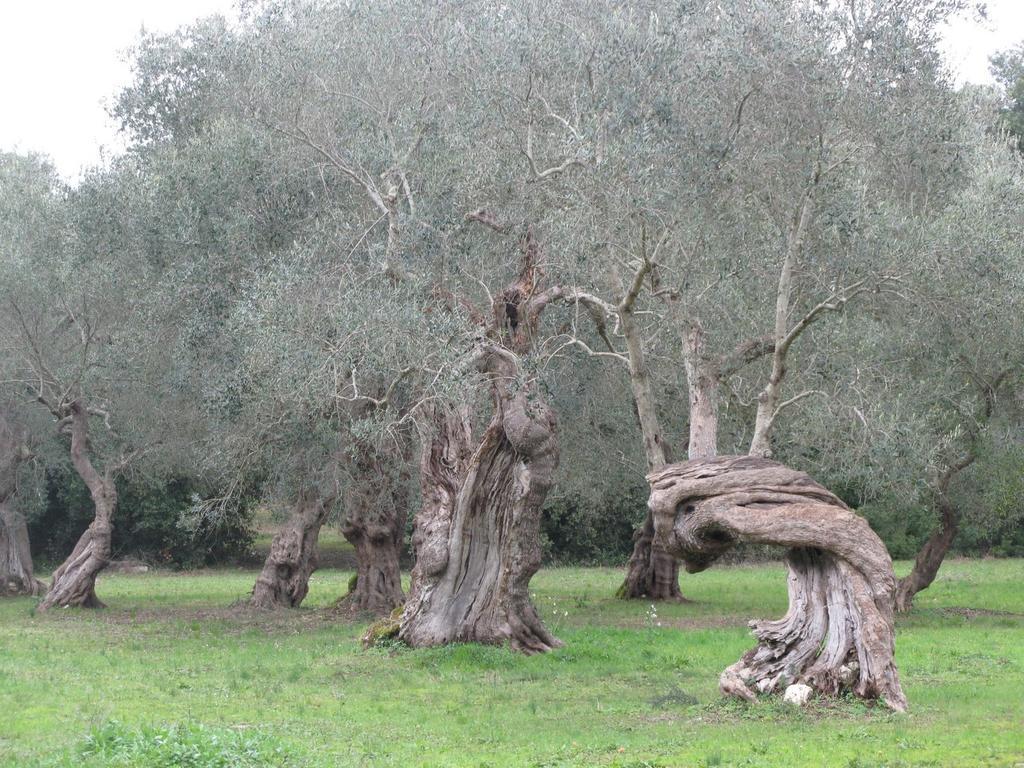 Tenuta Sant'Andrea Giuggianello 외부 사진